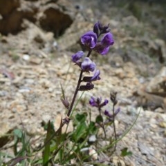 Oxytes brachypoda (Large Tick-trefoil) at Rob Roy Range - 30 Oct 2013 by EmmaCook