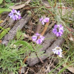 Swainsona sericea (Silky Swainson-Pea) at Red Hill, ACT - 24 Oct 2010 by ACTCPR