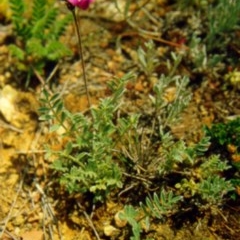 Swainsona sericea (Silky Swainson-Pea) at Deakin, ACT - 27 Sep 2009 by ACTCPR