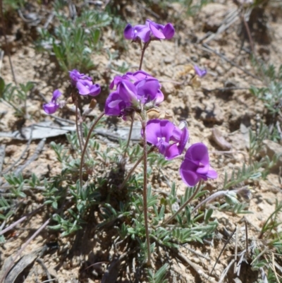 Swainsona sericea (Silky Swainson-Pea) at Theodore, ACT - 30 Oct 2013 by EmmaCook