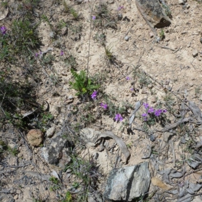 Swainsona sericea (Silky Swainson-Pea) at Rob Roy Range - 30 Oct 2013 by EmmaCook