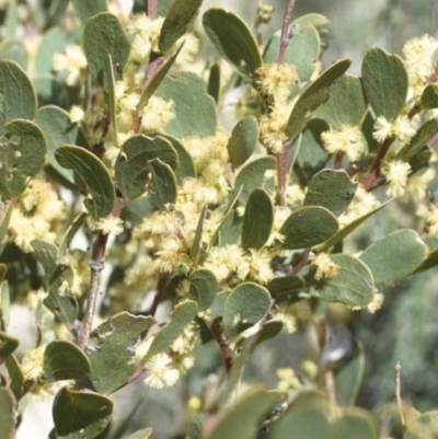 Acacia alpina (Alpine Wattle) at Cotter River, ACT - 31 Jan 2008 by ACT_CPR