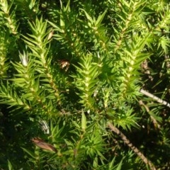 Styphelia triflora (Five-corners) at Red Hill, ACT - 14 Dec 2012 by ACT_CPR