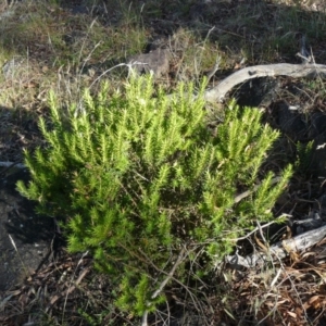 Styphelia triflora at Red Hill, ACT - 15 Dec 2012