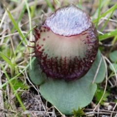 Corysanthes hispida (Bristly Helmet Orchid) at Black Mountain - 21 Apr 2014 by AaronClausen