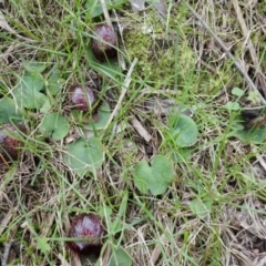 Corysanthes hispida at Canberra Central, ACT - 21 Apr 2014