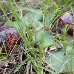 Corysanthes hispida at Canberra Central, ACT - 21 Apr 2014