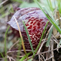 Corysanthes hispida at Canberra Central, ACT - suppressed