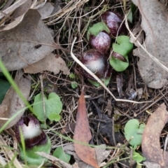 Corysanthes hispida at Canberra Central, ACT - suppressed