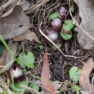 Corysanthes hispida at Canberra Central, ACT - 21 Apr 2014