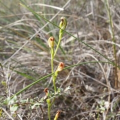 Speculantha rubescens (Blushing Tiny Greenhood) at Black Mountain - 21 Apr 2014 by AaronClausen