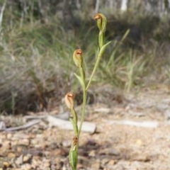 Speculantha rubescens (Blushing Tiny Greenhood) at Black Mountain - 21 Apr 2014 by AaronClausen