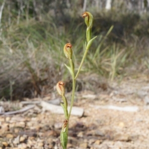 Speculantha rubescens at Canberra Central, ACT - suppressed