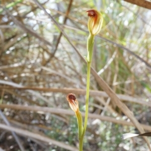 Speculantha rubescens at Canberra Central, ACT - suppressed