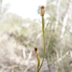 Speculantha rubescens at Canberra Central, ACT - 21 Apr 2014