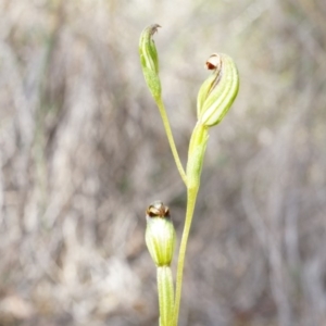 Speculantha rubescens at Canberra Central, ACT - suppressed