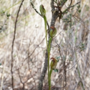 Speculantha rubescens at Canberra Central, ACT - suppressed