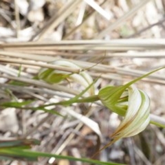 Diplodium ampliatum (Large Autumn Greenhood) at Black Mountain - 21 Apr 2014 by AaronClausen