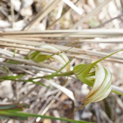 Diplodium ampliatum (Large Autumn Greenhood) at Black Mountain - 21 Apr 2014 by AaronClausen