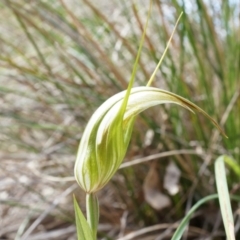 Diplodium ampliatum at Canberra Central, ACT - suppressed