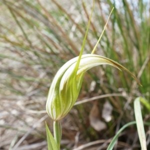 Diplodium ampliatum at Canberra Central, ACT - suppressed