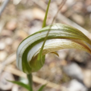 Diplodium ampliatum at Canberra Central, ACT - suppressed