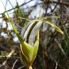 Diplodium ampliatum (Large Autumn Greenhood) at Black Mountain - 21 Apr 2014 by AaronClausen