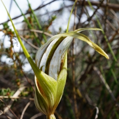 Diplodium ampliatum (Large Autumn Greenhood) at Canberra Central, ACT - 21 Apr 2014 by AaronClausen