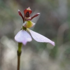 Eriochilus cucullatus (Parson's Bands) at Black Mountain - 21 Apr 2014 by AaronClausen