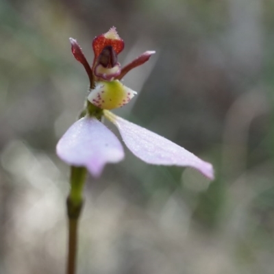 Eriochilus cucullatus (Parson's Bands) at Black Mountain - 21 Apr 2014 by AaronClausen