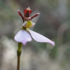 Eriochilus cucullatus at Canberra Central, ACT - 21 Apr 2014