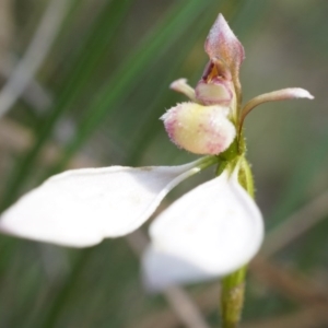 Eriochilus cucullatus at Canberra Central, ACT - 21 Apr 2014