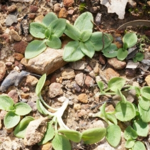 Pterostylis nutans at Canberra Central, ACT - suppressed