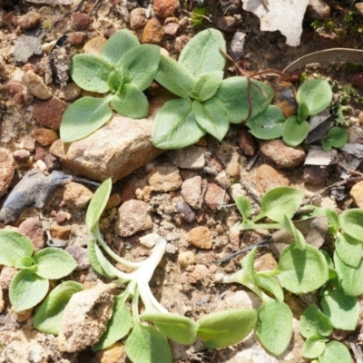 Pterostylis nutans (Nodding Greenhood) at Black Mountain - 21 Apr 2014 by AaronClausen