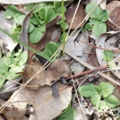 Pterostylis nutans (Nodding Greenhood) at Black Mountain - 21 Apr 2014 by AaronClausen