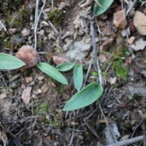 Glossodia major at Canberra Central, ACT - suppressed