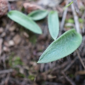 Glossodia major at Canberra Central, ACT - suppressed