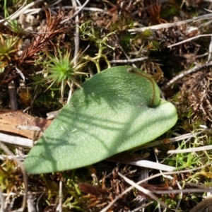 Eriochilus cucullatus at Canberra Central, ACT - suppressed