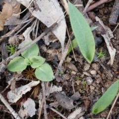 Glossodia major (Wax Lip Orchid) at Canberra Central, ACT - 21 Apr 2014 by AaronClausen