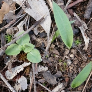 Glossodia major at Canberra Central, ACT - suppressed