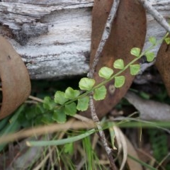 Asplenium flabellifolium (Necklace Fern) at Canberra Central, ACT - 21 Apr 2014 by AaronClausen