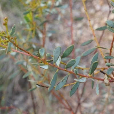Acacia buxifolia subsp. buxifolia (Box-leaf Wattle) at Canberra Central, ACT - 21 Apr 2014 by AaronClausen
