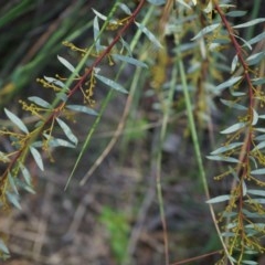 Acacia buxifolia subsp. buxifolia (Box-leaf Wattle) at Black Mountain - 21 Apr 2014 by AaronClausen