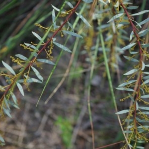 Acacia buxifolia subsp. buxifolia at Canberra Central, ACT - 21 Apr 2014