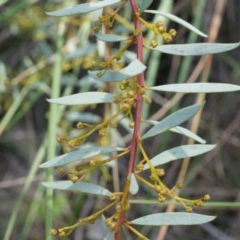 Acacia buxifolia subsp. buxifolia at Canberra Central, ACT - 21 Apr 2014