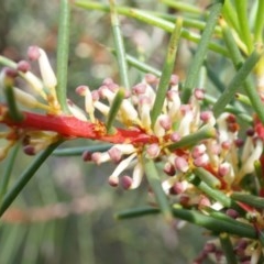 Hakea decurrens subsp. decurrens (Bushy Needlewood) at Black Mountain - 21 Apr 2014 by AaronClausen