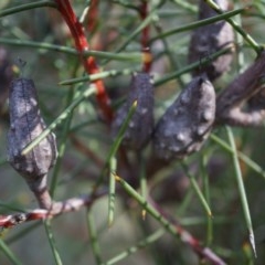 Hakea decurrens subsp. decurrens at Canberra Central, ACT - 21 Apr 2014