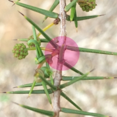 Acacia ulicifolia (Prickly Moses) at Mount Majura - 24 Apr 2014 by waltraud