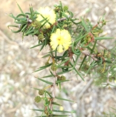 Acacia ulicifolia at Watson, ACT - 25 Apr 2014 12:00 AM