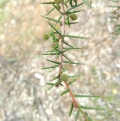 Acacia ulicifolia at Watson, ACT - 25 Apr 2014